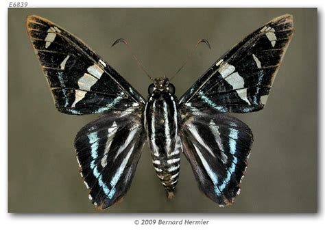 Zonia Zonia Panamensis Type Specimens