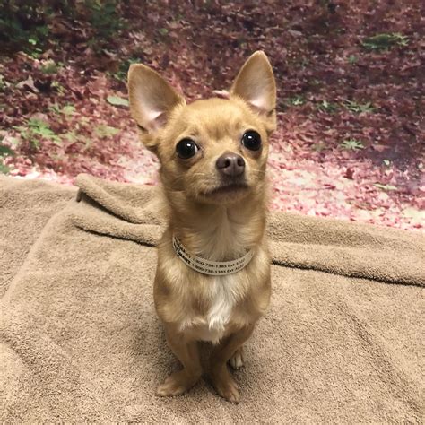 Teacup Deer Head Chihuahua