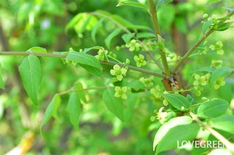 緑の花36種、春夏秋冬ごとに花言葉を添えて。木の花や珍しい種類も Lovegreenラブグリーン