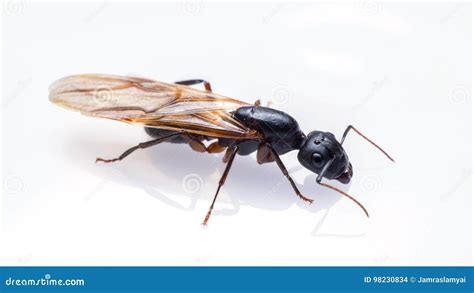 Close Up Flying Ant Isolated On White Background Stock Photo Image