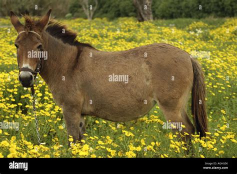 Hinny Equus Asinus X Caballus Hi Res Stock Photography And Images Alamy