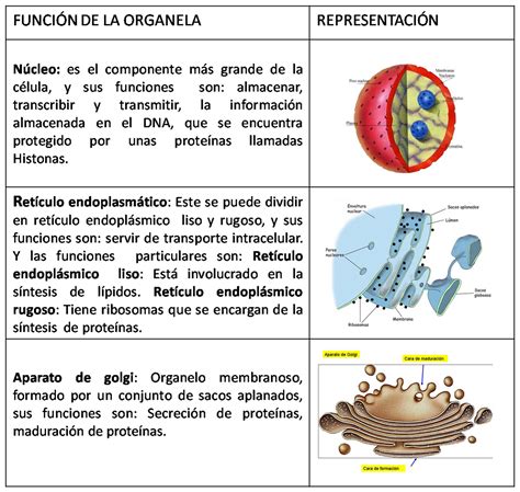 La C Lula Las C Lulas Y Sus Organelos