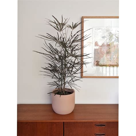 Schefflera (plerandra) elegantissima (False Aralia) | Plantsmith Indoor