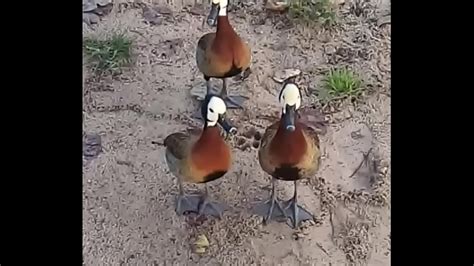 Comendo Gostoso Na Grama Xvideos