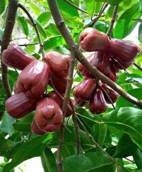 Jual Bibit Tanaman Buah Jambu Air Madudeli Di Lapak Aneka Bibit