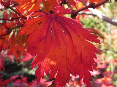 Photo Of The Fall Color Of Full Moon Maple Acer Japonicum Maiku Jaku