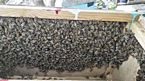 6 РОЙ В ОДНУ ЛОВУШКУ !!! - YouTube