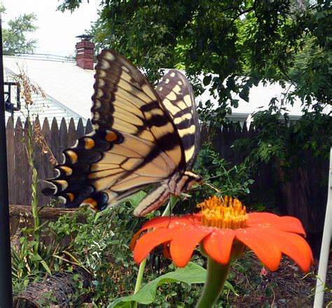 Biodiverse Gardens: Butterfly Season