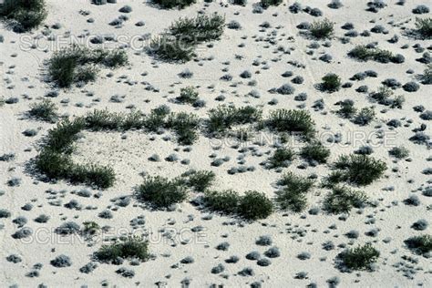 Photograph | Aerial View of King Clone Creosote Bus | Science Source Images