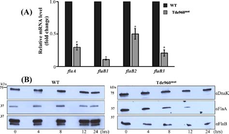 Detection of flagellin gene mRNA by qRT-PCR and protein stability by... | Download Scientific ...