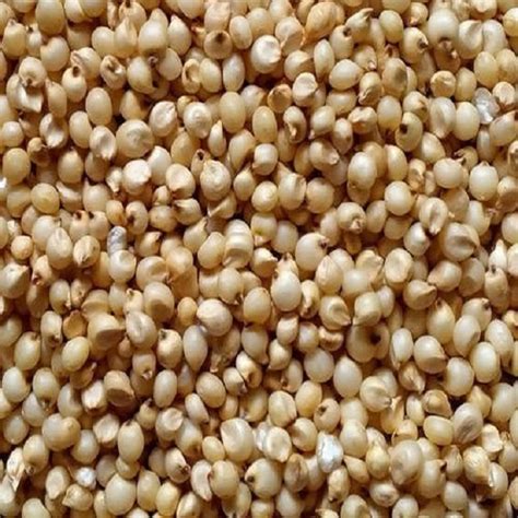 Sorghum White Milo Sorghum Grains Sorghum Price Per Ton For Wholesale