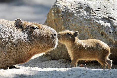 Baby Capybara Wallpapers Top Free Baby Capybara Backgrounds