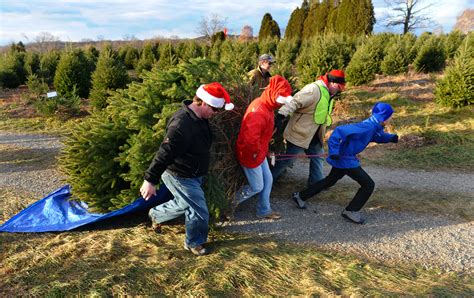 Christmas Tree Shopping