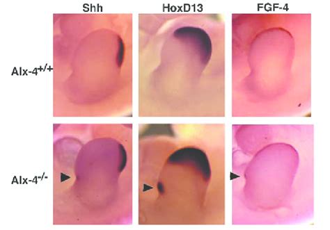 Abnormal Expression Of Shh Hoxd13 And Fgf 4 In Alx 4 −− Limb Buds