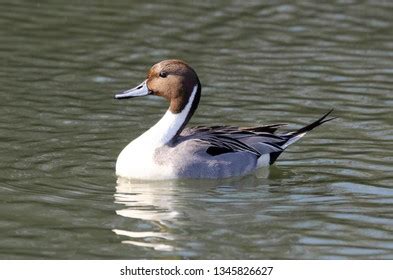 Female Bufflehead Duck Vancouver Bc Canada Stock Photo