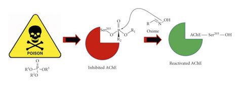 General mechanism of nucleophilic attack from the oxime reactivator ...