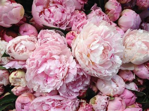 Peonies Desktop Wallpaper Hd