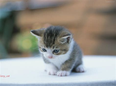Lovely Cat wallpaper | 1024x768 | #6558