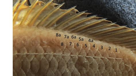 Posterior Upper Lateral Line Scales Are Generally Further Away From The