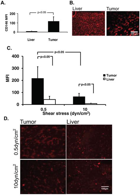 Impact Of Wall Shear Stress And Ligand Avidity On Binding Of Anti Cd146