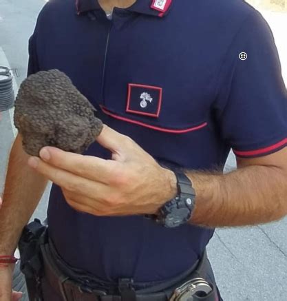 Cannosa Sannita Beccato A Raccoglier Tartufo Nero Euro Di Multa