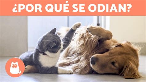 Por qué mi PERRO ODIA a los GATOS YouTube