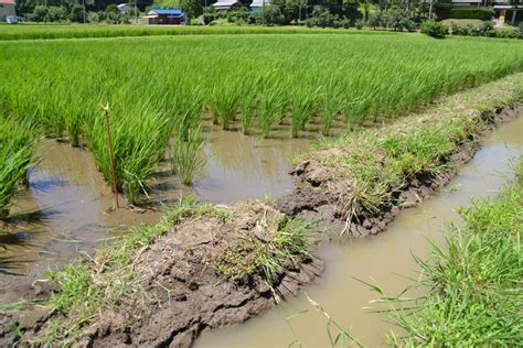 ザリガニを利用した田んぼの草取り？・無農薬の米作り5年目・今年は、田んぼの除草はたった1回だけ・その原因をは？小杉田んぼ・尾高田んぼの水路の水