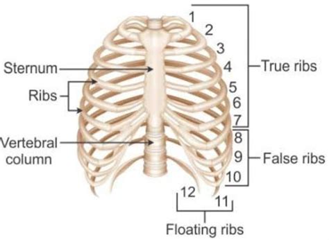 Rib Cage Anatomy Labeled : Thoracic Cage 1 / 'it is important to ...