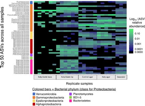 Heatmap Showing The Log 10 Transformed Relative Abundance Of The 50 Download Scientific Diagram