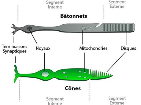 Bâtonnets et cônes Ask A Biologist Medical facts Eye anatomy Cones