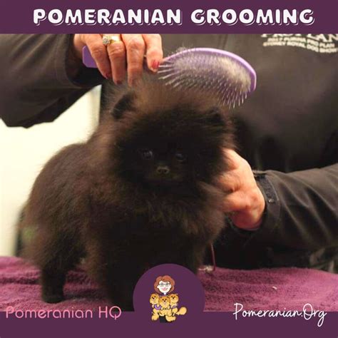 Pomeranian Grooming Explained: Learn How to Groom a Pomeranian Dog