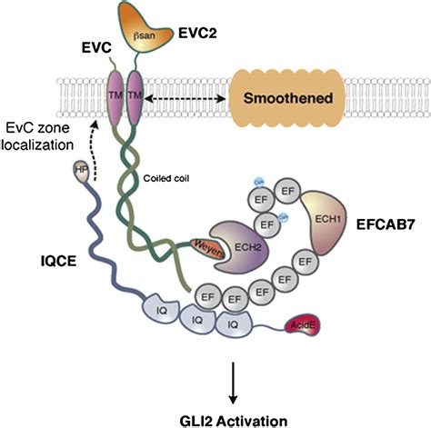 Efcab And Iqce Regulate Hedgehog Signaling By Tethering The Evc Evc