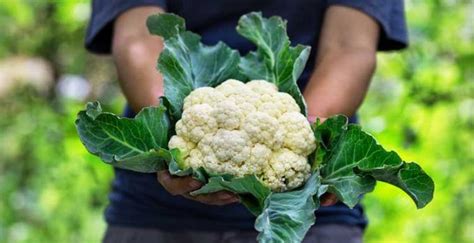 El Cultivo De La Coliflor En El Huerto Agrom Tica