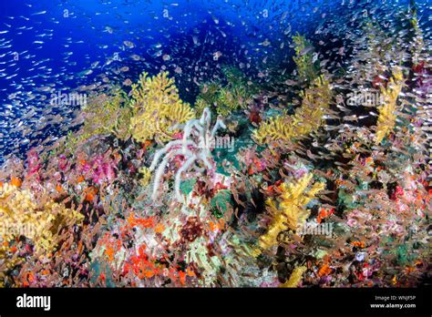 Tropical Fish Swimming Around A Healthy Colorful Coral Reef Stock