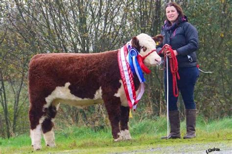 National Hereford Calf Show + Next Gen Herefords Youth Competition ...