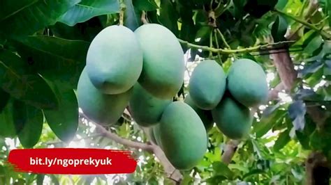 5 Cara Agar Pohon Mangga Cepat Berbuah Thewriters Id Komunitas Menulis Indonesia Sebelum