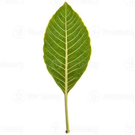 Fiddle leaf fig leaf large violin shaped leaf with prominent veins and