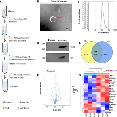 Identification And Proteomic Analysis Of The Plasma Exosomes From The