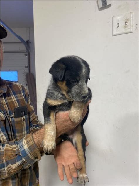 Heeler Collie Pups Nex Tech Classifieds