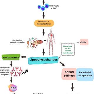 Mechanism Of Hypertension Through Microbial Translocation Due To HIV