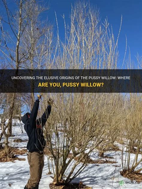 Uncovering The Elusive Origins Of The Pussy Willow Where Are You Pussy Willow Shuncy