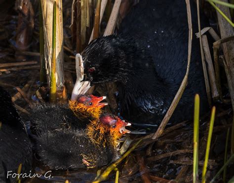 Maman Foulque Macroulle Et Ses Petits Genevieve Forain Flickr