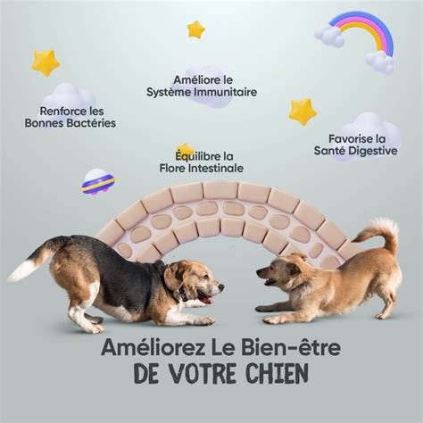 Probiotiques Digestion Confort Intestinal Du Chien