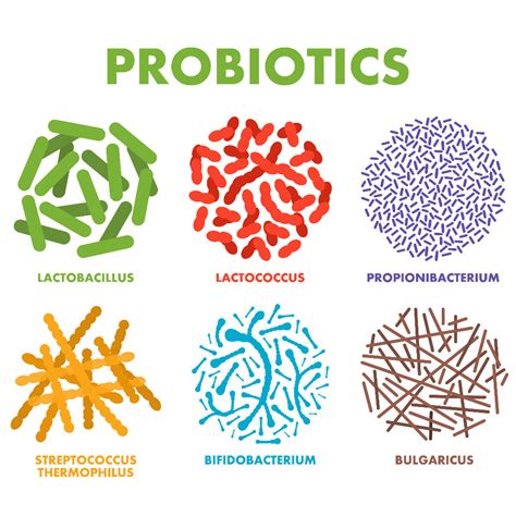 Benefits of Probiotics - Bridge Chiropractic