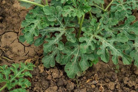 How to Treat 7 Deadly Watermelon Diseases - Minneopa Orchards