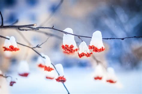 Red Bunches Of Rowan Covered With The First Snow Stock Photo Image