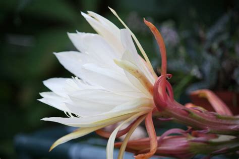 Blattkaktus Epiphyllum In Voller Bl Te Majas Pflanzenblog