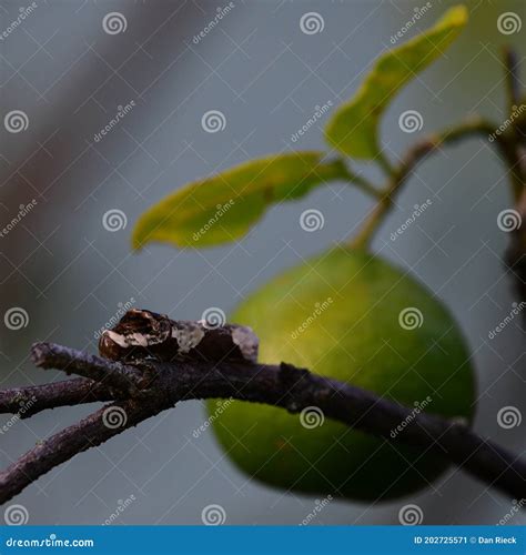 Giant Swallowtail Caterpillar on Lime Tree Stock Image - Image of