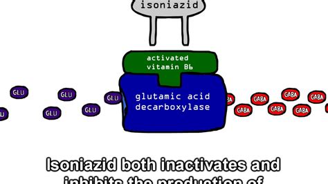 Adverse effects of isoniazid: Isoniazid (Oral Route, Intramuscular ...