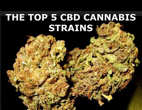 The Top 5 Cannabis Cbd Strains